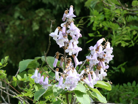 Paulownia tomentosa