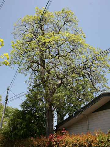 Catalpa ovate