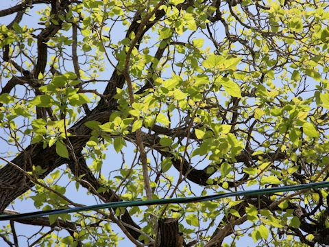 Catalpa ovate