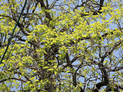 Catalpa ovate