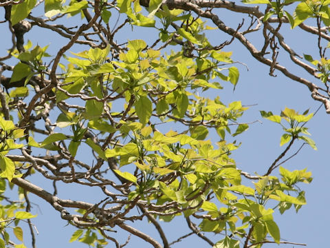 Catalpa ovate