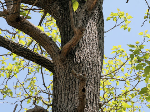 Catalpa ovate