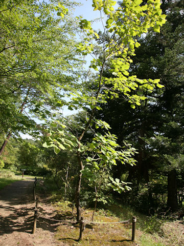 Catalpa ovate