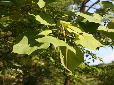 Catalpa ovate