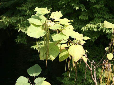 Catalpa ovate