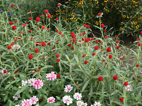 Gomphrena haageana