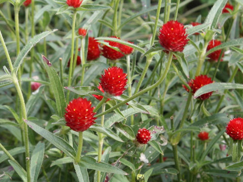 Gomphrena haageana