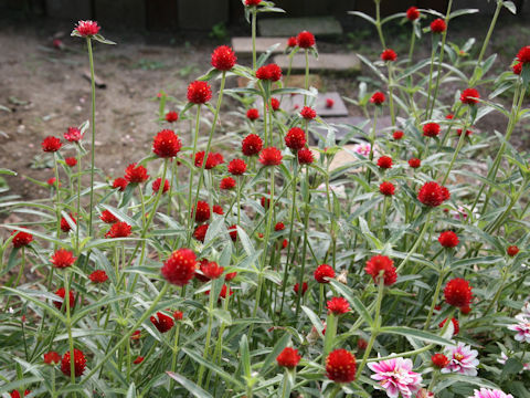 Gomphrena haageana