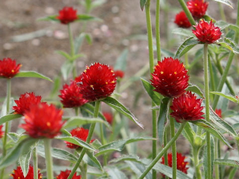 Gomphrena haageana