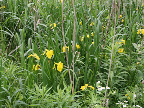 Iris pseudoacorus