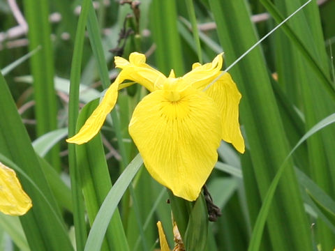 Iris pseudoacorus