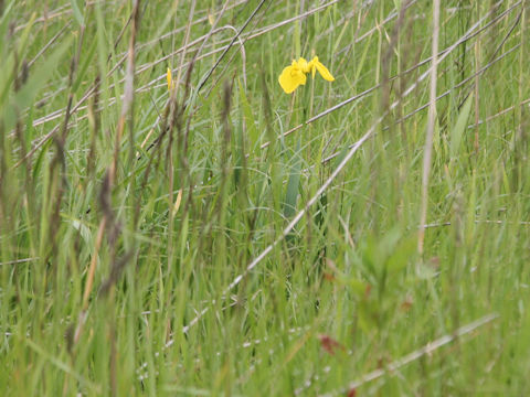 Iris pseudoacorus