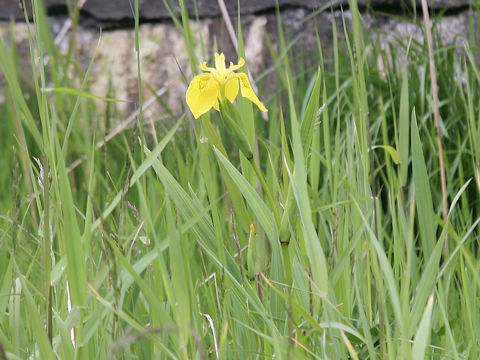 Iris pseudoacorus