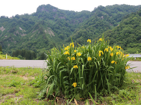 Iris pseudoacorus