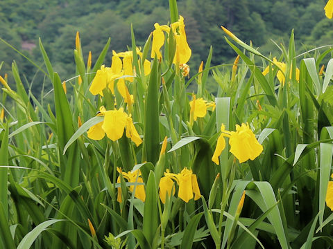 Iris pseudoacorus