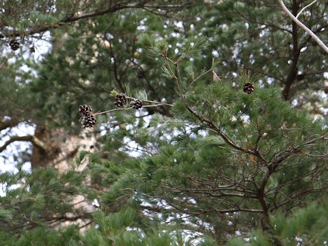 Pinus parviflora var. pentaphylla