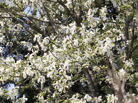Magnolia praecocissima var. borealis