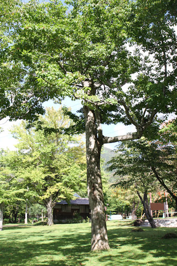 Magnolia praecocissima var. borealis