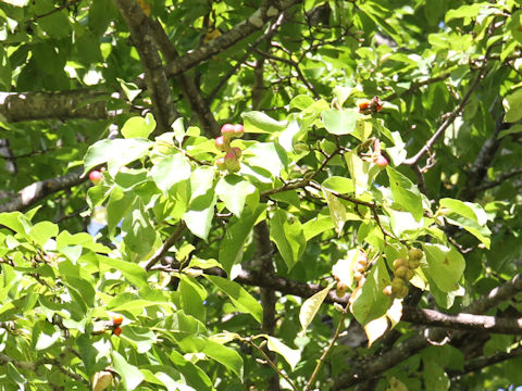 Magnolia praecocissima var. borealis