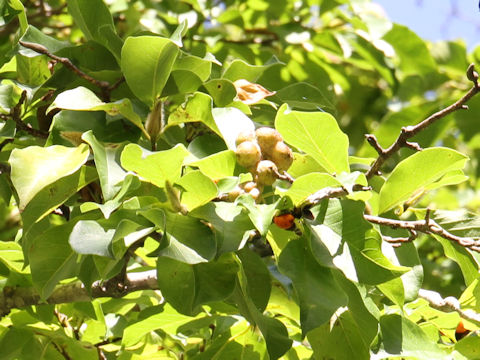 Magnolia praecocissima var. borealis