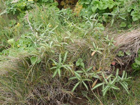 Achillea alpina ssp. japonica