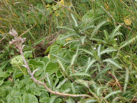 Achillea alpina ssp. japonica