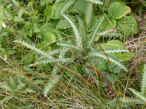 Achillea alpina ssp. japonica