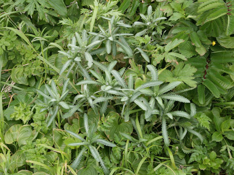 Achillea alpina ssp. japonica
