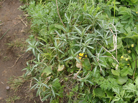 Achillea alpina ssp. japonica