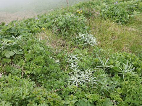 Achillea alpina ssp. japonica