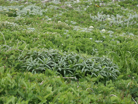 Achillea alpina ssp. japonica