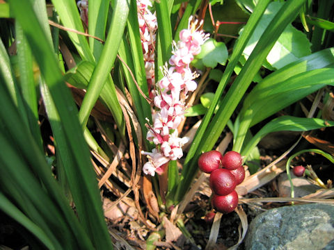 Reineckea carnea