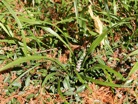 Reineckea carnea