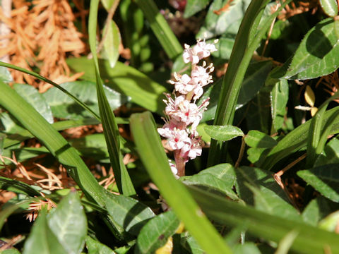 Reineckea carnea