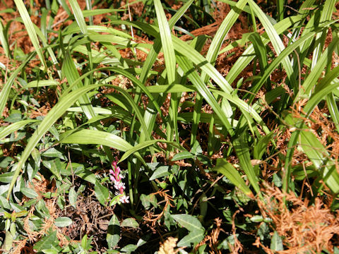 Reineckea carnea