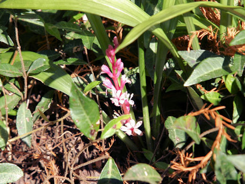 Reineckea carnea