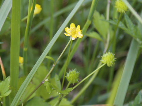 Ranunculus silerifolius
