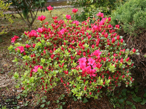 Rhododendron obtusum var. obtusum
