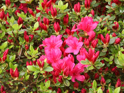 Rhododendron obtusum var. obtusum