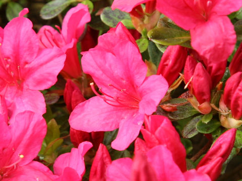 Rhododendron obtusum var. obtusum