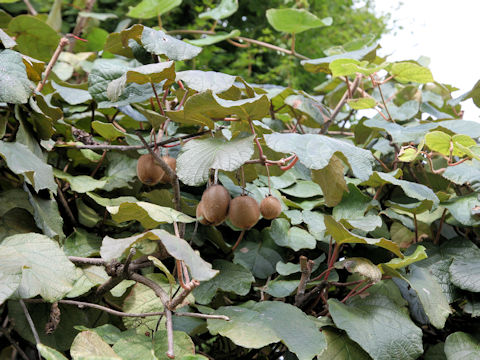 Actinidia chinensis