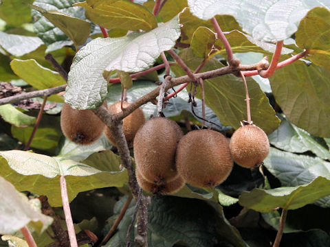 Actinidia chinensis