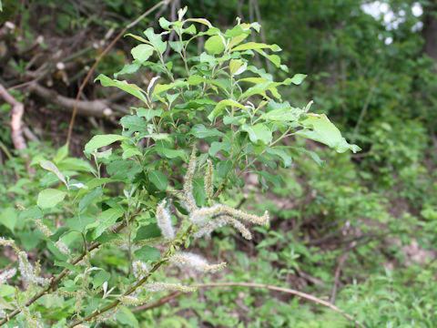 Salix vulpina