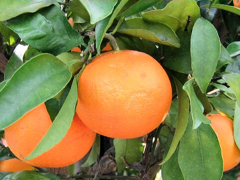 Citrus cv. Kiyomi-Tangora