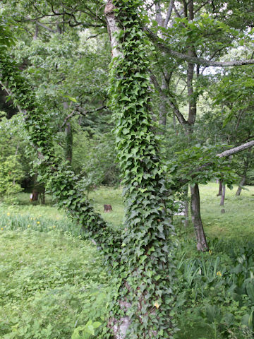 Hedera rhombea