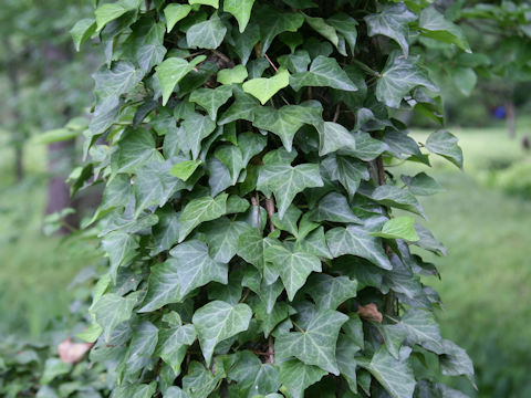 Hedera rhombea