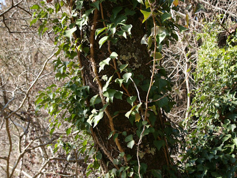Hedera rhombea