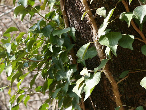Hedera rhombea