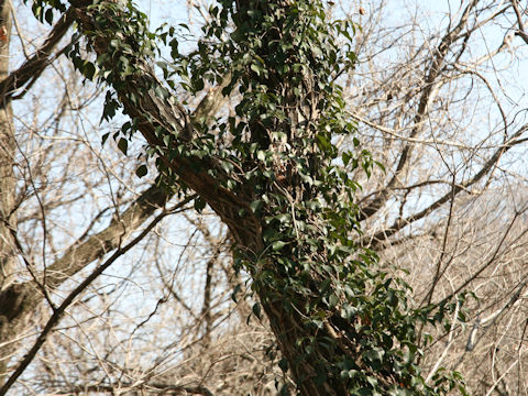 Hedera rhombea