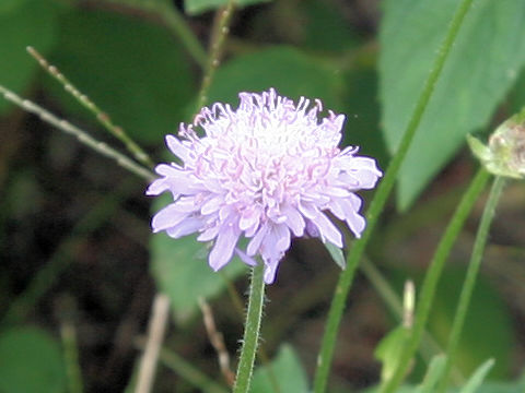 Knautia arvensis